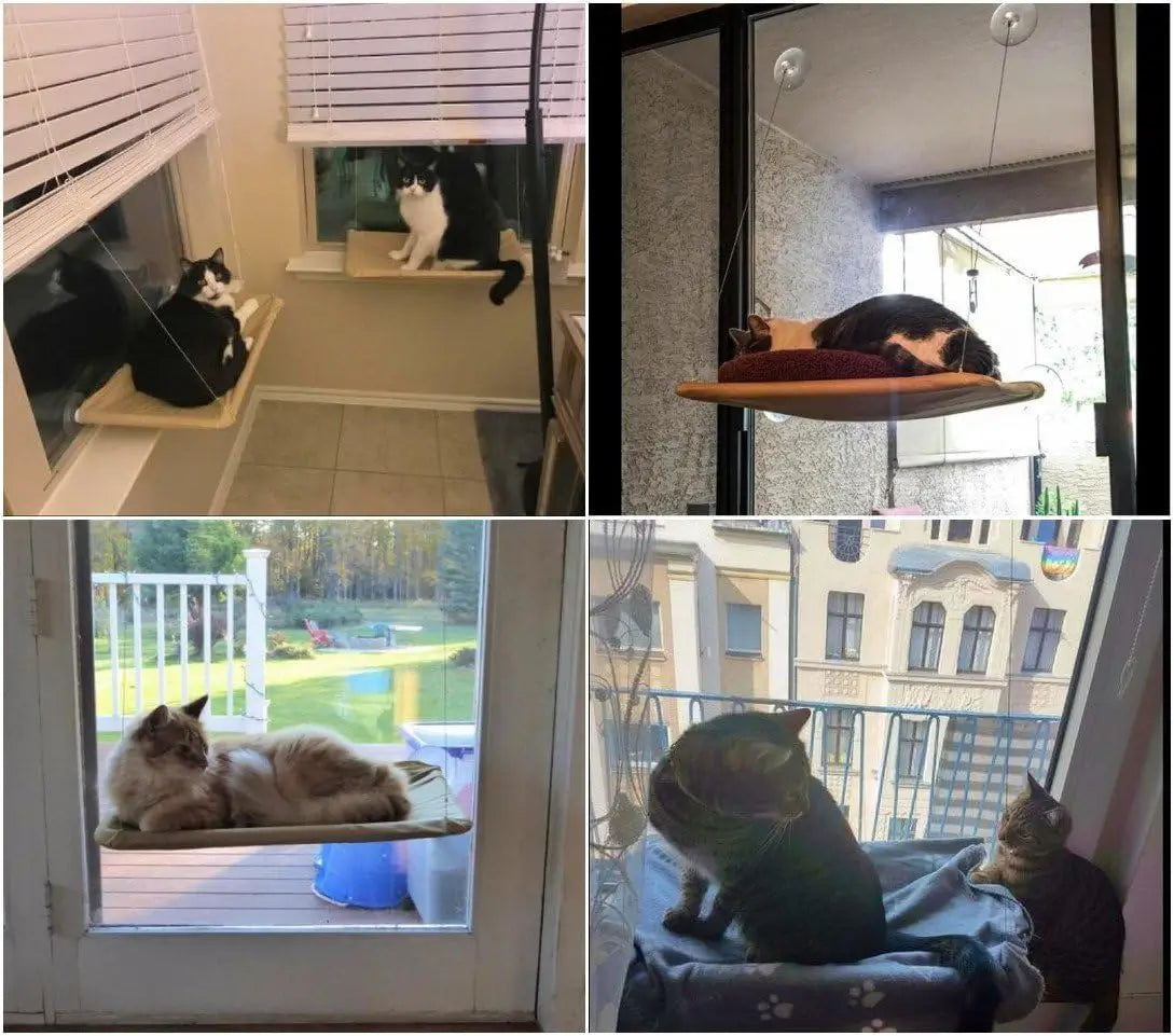 Hamaca Colgante para Michis Curiosos 😺 Fijación Segura con Ventosa