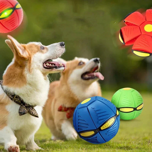 Pelota Frisbee Perro 2025